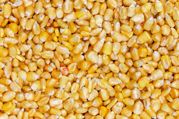 Corn texture. Yellow corns as background. Corn vegetable pattern. Background of bulk of yellow corn grains. Shiny corns. Sweet corn ears background