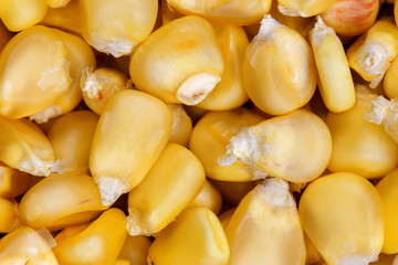 Corn texture. Yellow corns as background. Corn vegetable pattern. Background of bulk of yellow corn grains. Shiny corns. Sweet corn ears background