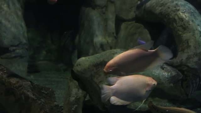 Giant gourami Osphronemus goramy in beautifully decorated Marine Aquarium stock footage video