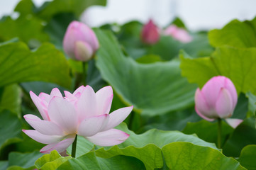 曇天を背景に見上げる蓮の花と蓮の実