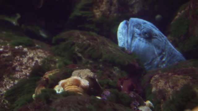 Northern wolffish hid in rocks in a marine aquarium stock footage video