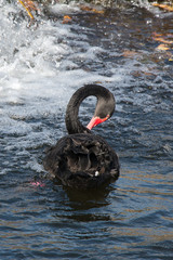 Fototapeta premium Black Swan, Dawlish