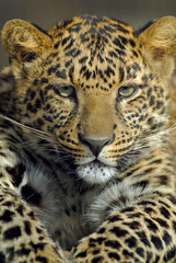 Panther or Leopard (Panthera pardus)