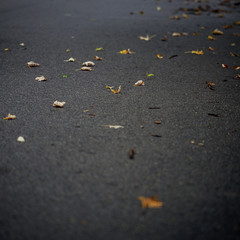orange and brown leaves on a asphalt
