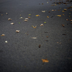 Fototapeta na wymiar orange and brown leaves on a asphalt