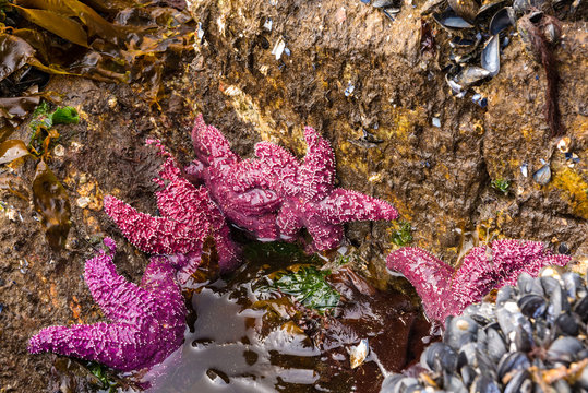 รูปภาพForcipulatida เลือกดูภาพถ่ายสต็อก เวกเตอร์ และวิดีโอ111 Adobe