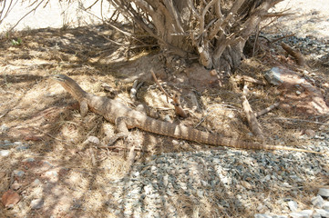 Sand Goanna (Bungarra)