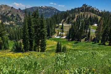Spring Meadow full of Mountain Mule Ears Flowers near Mill Creek in Lassen Volcanic Park