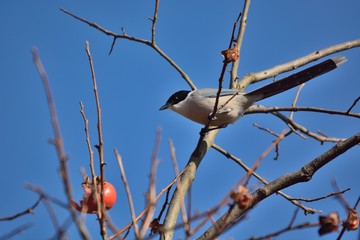 晩秋の柿の木に野鳥---オナガ（Azure-winged Magpie）
