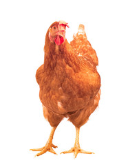 full body of brown chicken hen standing isolated white background