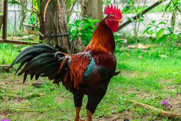 Male chicken or rooster