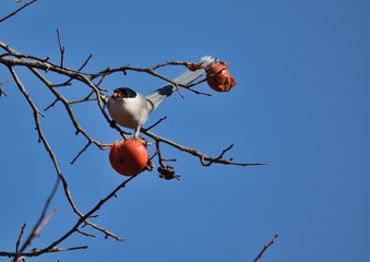 晩秋の柿の木に野鳥---オナガ（Azure-winged Magpie）