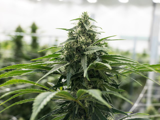 Naklejka premium Marijuana Flowers