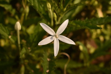 Obraz premium Beautiful White Flower