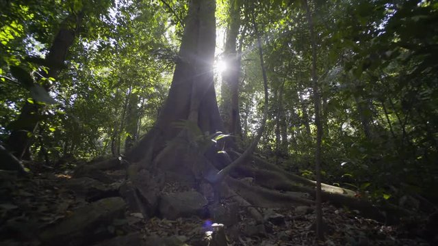 panoram from roots to tree top in jungle Mayan ruins in Palenque, Chiapas, Mexico.