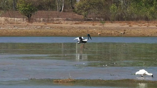 a jabiru flaps its wings and jumps at a billabong in near kakadu