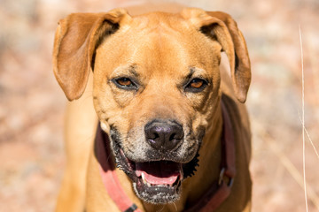 Obraz premium Ash Face 3