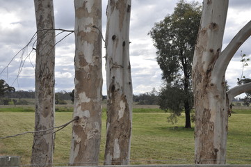 Gum Tree Trunks Redesdale Victoria Australia