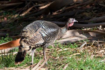 Female turkey walking in the wild. Green grass. Walking away from viewer, Domestic turkey is a popular form of poultry, and it is raised throughout temperate parts of the world.