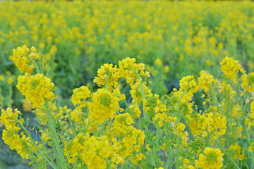菜の花畑
