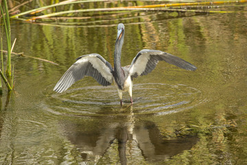 Tricolored heron wading in the water of a Florida swamp.