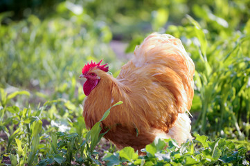 Exotic roosters and chickens on a background of green grass. Home farm in the south of Russia. Red, white, mottled.