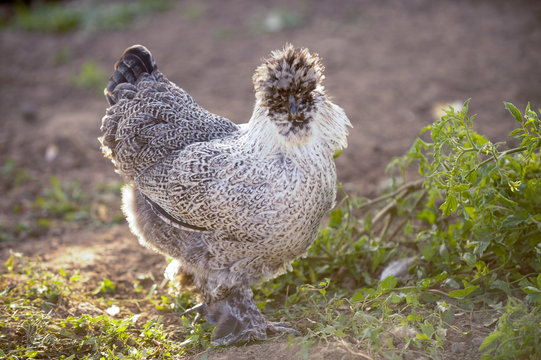 Exotic roosters and chickens on a background of green grass. Home farm in the south of Russia. Red, white, mottled.