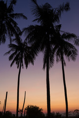 Fototapeta premium silhouette coconut beach