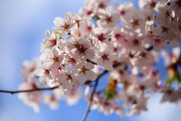 桜