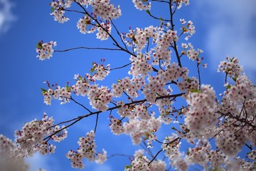 青空に映える桜