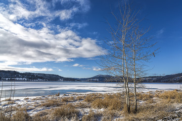 Tree by frozen lake in Idaho.