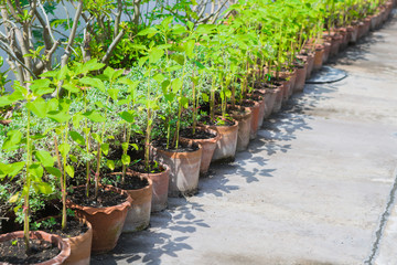 Plant pots in the garden