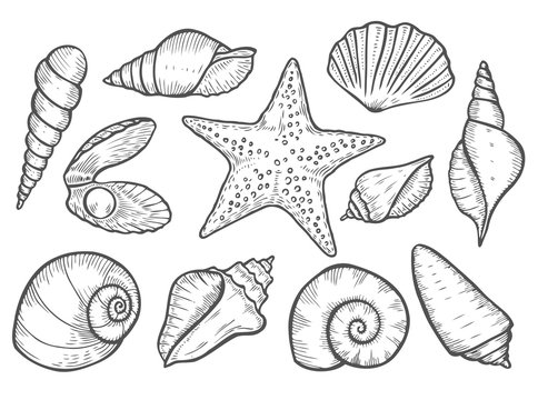 Sea shell with pearl hand drawn sketch Royalty Free Vector