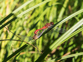 two dragonflies on green grass