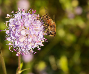 hoverfly on a flower
