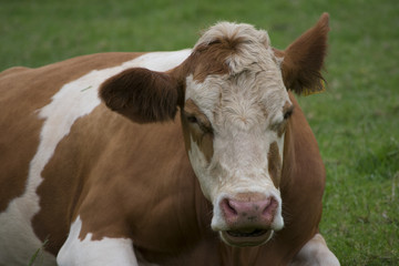 cow, animal, farm, grass, beef, mammal, livestock, white, nature, rural, milk, field, bull, head, dairy, farming, green, summer, bovine