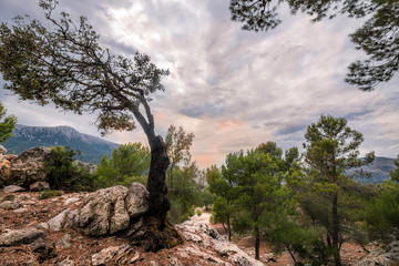 Mallorca Landschaft 