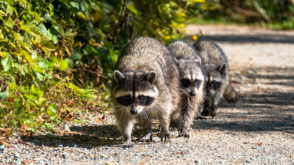 raccoon family walk on the side walk in the park under the sun - 186074870