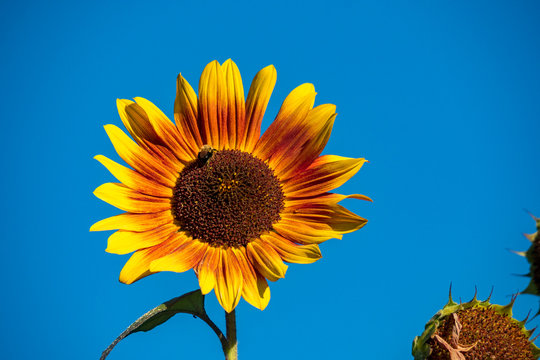 single sunflower close up with blue sky background