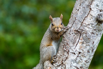 Grey squirrel hooking on a tree and looking at you with green background