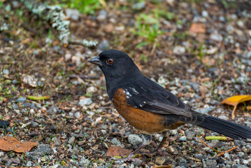 a blackbird on the ground looking for food