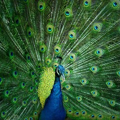Fototapeta na wymiar Close up peacock showing beautiful feathers