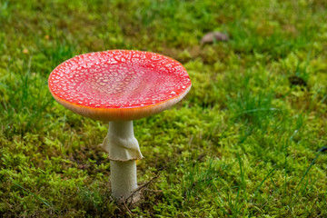red mushroom with water collected on its top