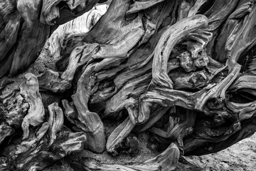 tree roots abstract black and white background - 186075248