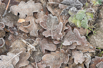 fallen dry leaves under hoarfrost