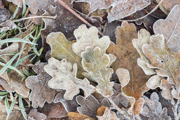 fallen dry leaves under hoarfrost