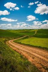 A curvy dirt road surrounded by wheat fields on a beautiful sunny day with small puffy clouds
