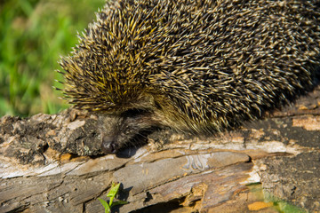 Young prickly hedgehog on the log