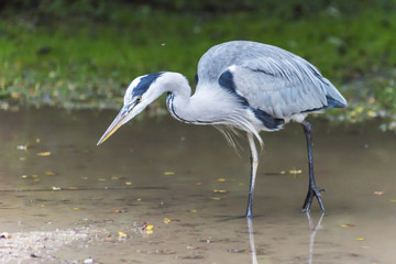 Grey Heron in Vondelpark, Amsterdam..