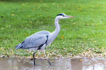 Grey Heron in Vondelpark, Amsterdam..